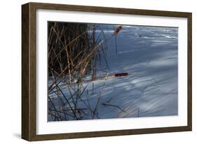 Two Cattails-Anthony Paladino-Framed Giclee Print