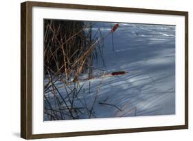 Two Cattails-Anthony Paladino-Framed Giclee Print