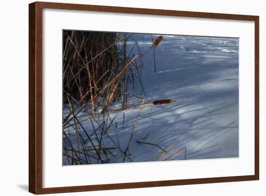 Two Cattails-Anthony Paladino-Framed Giclee Print