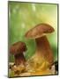 Two Ceps (Boletus Edulis) in Leaves-Vladimir Shulevsky-Mounted Photographic Print