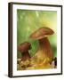 Two Ceps (Boletus Edulis) in Leaves-Vladimir Shulevsky-Framed Photographic Print