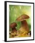 Two Ceps (Boletus Edulis) in Leaves-Vladimir Shulevsky-Framed Photographic Print