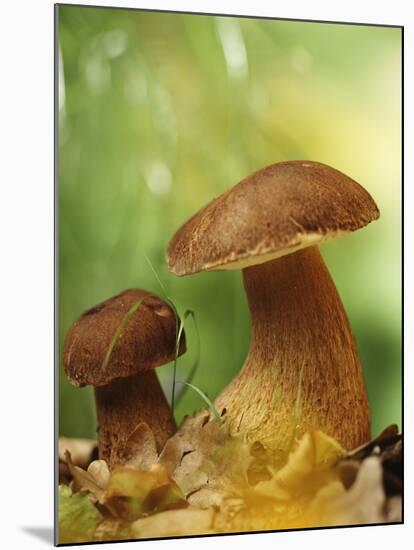 Two Ceps (Boletus Edulis) in Leaves-Vladimir Shulevsky-Mounted Photographic Print