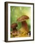 Two Ceps (Boletus Edulis) in Leaves-Vladimir Shulevsky-Framed Photographic Print