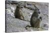 Two chacma baboons (Papio ursinus), Chobe National Park, Botswana, Africa-Sergio Pitamitz-Stretched Canvas