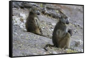 Two chacma baboons (Papio ursinus), Chobe National Park, Botswana, Africa-Sergio Pitamitz-Framed Stretched Canvas