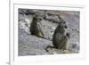 Two chacma baboons (Papio ursinus), Chobe National Park, Botswana, Africa-Sergio Pitamitz-Framed Photographic Print