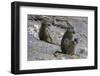 Two chacma baboons (Papio ursinus), Chobe National Park, Botswana, Africa-Sergio Pitamitz-Framed Photographic Print