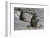 Two chacma baboons (Papio ursinus), Chobe National Park, Botswana, Africa-Sergio Pitamitz-Framed Photographic Print