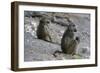 Two chacma baboons (Papio ursinus), Chobe National Park, Botswana, Africa-Sergio Pitamitz-Framed Photographic Print