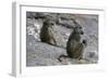 Two chacma baboons (Papio ursinus), Chobe National Park, Botswana, Africa-Sergio Pitamitz-Framed Photographic Print