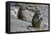 Two chacma baboons (Papio ursinus), Chobe National Park, Botswana, Africa-Sergio Pitamitz-Framed Stretched Canvas