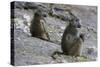 Two chacma baboons (Papio ursinus), Chobe National Park, Botswana, Africa-Sergio Pitamitz-Stretched Canvas