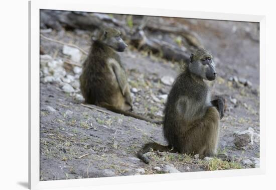 Two chacma baboons (Papio ursinus), Chobe National Park, Botswana, Africa-Sergio Pitamitz-Framed Photographic Print