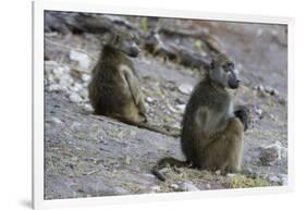 Two chacma baboons (Papio ursinus), Chobe National Park, Botswana, Africa-Sergio Pitamitz-Framed Photographic Print