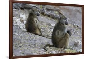 Two chacma baboons (Papio ursinus), Chobe National Park, Botswana, Africa-Sergio Pitamitz-Framed Photographic Print