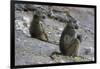 Two chacma baboons (Papio ursinus), Chobe National Park, Botswana, Africa-Sergio Pitamitz-Framed Photographic Print