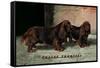 Two Champion Sussex Spaniels-null-Framed Stretched Canvas
