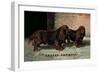 Two Champion Sussex Spaniels-null-Framed Art Print