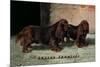 Two Champion Sussex Spaniels-null-Mounted Art Print