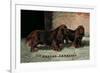 Two Champion Sussex Spaniels-null-Framed Premium Giclee Print