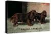 Two Champion Sussex Spaniels-null-Stretched Canvas