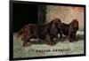 Two Champion Sussex Spaniels-null-Framed Art Print