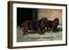 Two Champion Sussex Spaniels-null-Framed Art Print