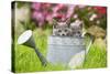 Two Chartreux Kittens in Watering Can-null-Stretched Canvas