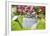 Two Chartreux Kittens in Watering Can-null-Framed Photographic Print