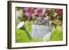 Two Chartreux Kittens in Watering Can-null-Framed Photographic Print