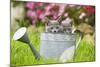 Two Chartreux Kittens in Watering Can-null-Mounted Photographic Print