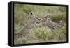 Two Cheetah (Acinonyx Jubatus) Cubs Playing-James Hager-Framed Stretched Canvas