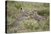 Two Cheetah (Acinonyx Jubatus) Cubs Playing-James Hager-Stretched Canvas