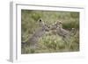 Two Cheetah (Acinonyx Jubatus) Cubs Playing-James Hager-Framed Photographic Print