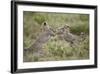 Two Cheetah (Acinonyx Jubatus) Cubs Playing-James Hager-Framed Photographic Print
