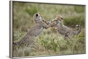 Two Cheetah (Acinonyx Jubatus) Cubs Playing-James Hager-Framed Photographic Print