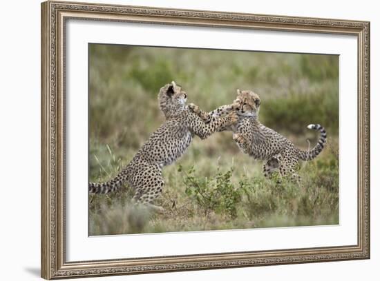 Two Cheetah (Acinonyx Jubatus) Cubs Playing-James Hager-Framed Photographic Print