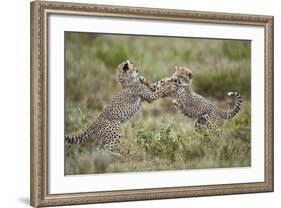 Two Cheetah (Acinonyx Jubatus) Cubs Playing-James Hager-Framed Photographic Print