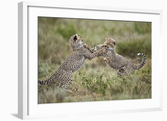 Two Cheetah (Acinonyx Jubatus) Cubs Playing-James Hager-Framed Photographic Print