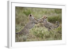 Two Cheetah (Acinonyx Jubatus) Cubs Playing-James Hager-Framed Photographic Print