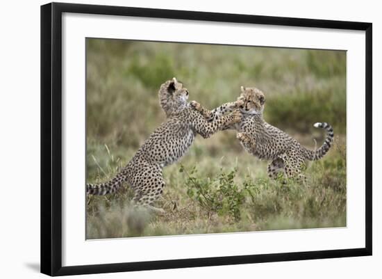 Two Cheetah (Acinonyx Jubatus) Cubs Playing-James Hager-Framed Photographic Print