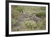 Two Cheetah (Acinonyx Jubatus) Cubs Playing-James Hager-Framed Photographic Print