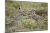 Two Cheetah (Acinonyx Jubatus) Cubs Playing-James Hager-Mounted Photographic Print