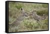 Two Cheetah (Acinonyx Jubatus) Cubs Playing-James Hager-Framed Stretched Canvas