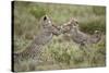 Two Cheetah (Acinonyx Jubatus) Cubs Playing-James Hager-Stretched Canvas