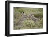 Two Cheetah (Acinonyx Jubatus) Cubs Playing-James Hager-Framed Photographic Print