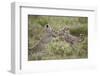 Two Cheetah (Acinonyx Jubatus) Cubs Playing-James Hager-Framed Photographic Print