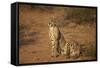 Two Cheetah (Acinonyx Jubatus)-James Hager-Framed Stretched Canvas
