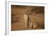 Two Cheetah (Acinonyx Jubatus)-James Hager-Framed Photographic Print